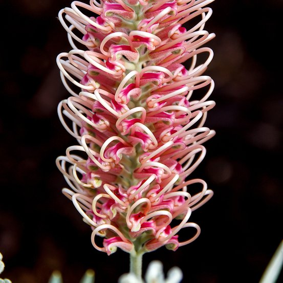 Image of Grevillea 'Pink Surprise'