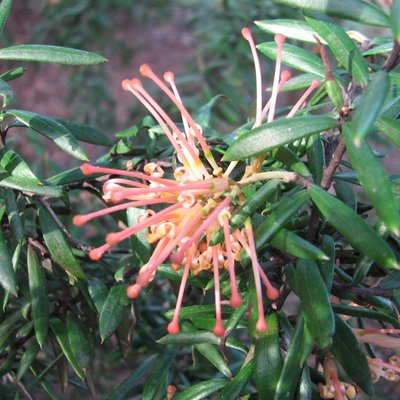 Image of Grevillea 'Poorinda Constance'