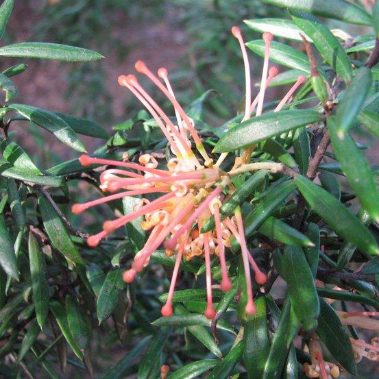 Image of Grevillea 'Poorinda Constance'