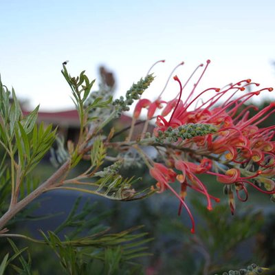 Image of Grevillea