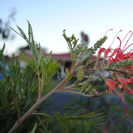 Image of Grevillea