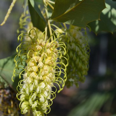 Image of Grevillea 