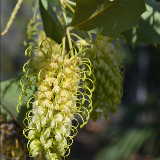 Image of Grevillea 