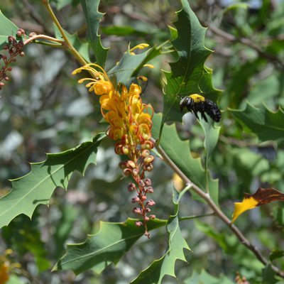 Image of Grevillea