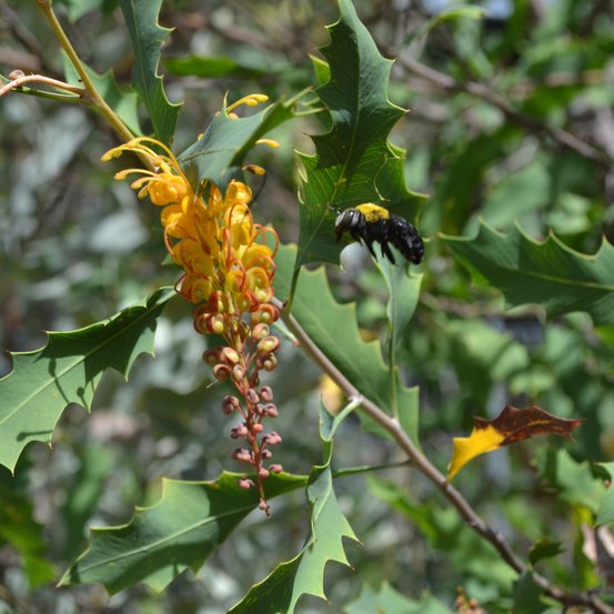 Image of Grevillea