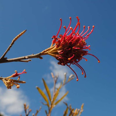 Image of Bank's Grevillea