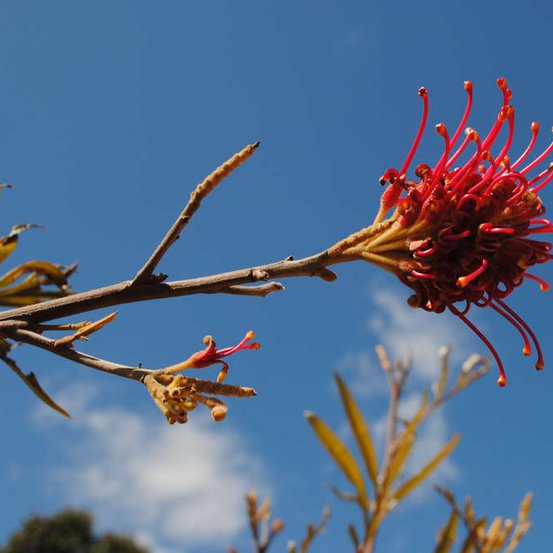Image of Bank's Grevillea