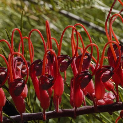 Image of Grevillea