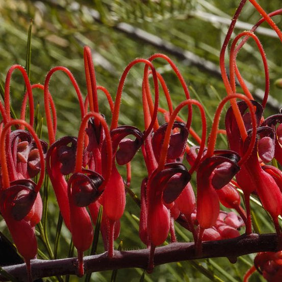 Image of Grevillea