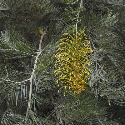 Image of Mount Brockman Grevillea 