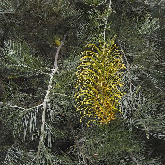 Image of Mount Brockman Grevillea 