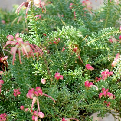 Image of Woolly Grevillea