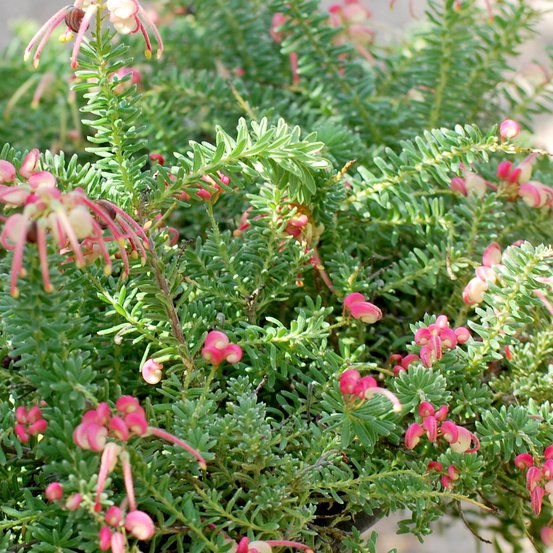 Image of Woolly Grevillea