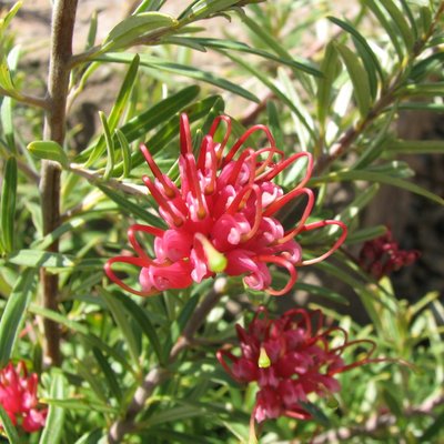 Image of Obtuse-Leafed Grevillea