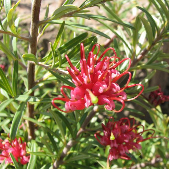 Image of Obtuse-Leafed Grevillea