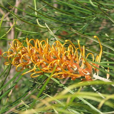 Image of Grevillea poorinda 'Royal Mantle'