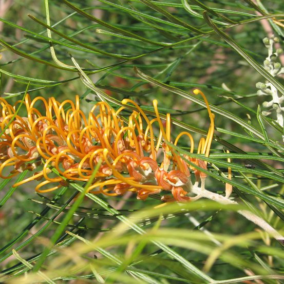 Image of Grevillea poorinda 'Royal Mantle'