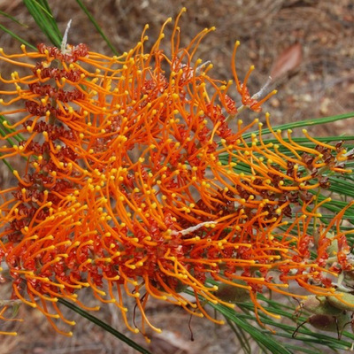 Image of Fern-leaved Grevillea