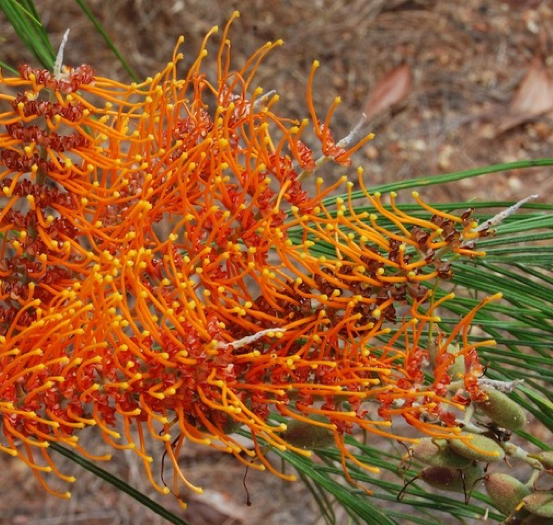 Image of Fern-leaved Grevillea