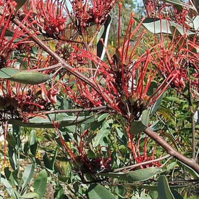 Image of Creeping Grevillia