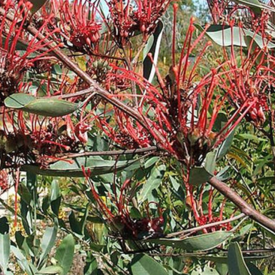 Image of Creeping Grevillia