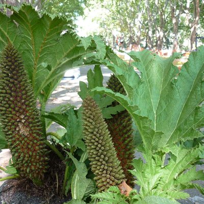 Image of Brazilian Rhubarb