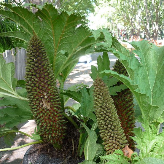 Image of Brazilian Rhubarb