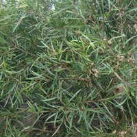 Image of Hakea 