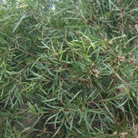 Image of Hakea 