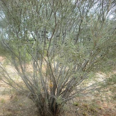 Image of Needlewood