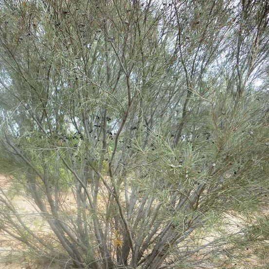 Image of Needlewood