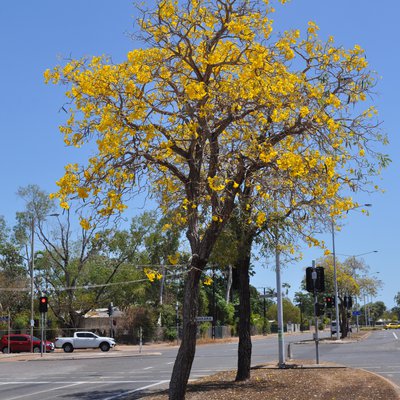 Image of Golden Trumpet Tree