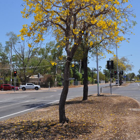 Image of Golden Trumpet Tree