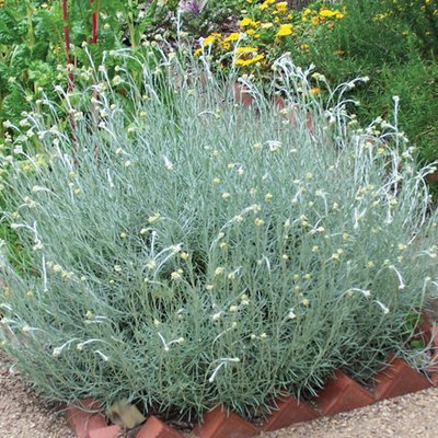 Image of Curry Plant