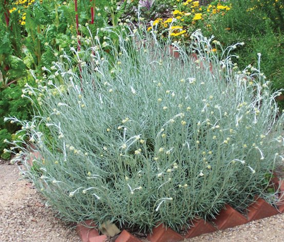 Image of Curry Plant