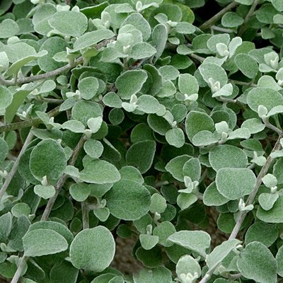 Image of Licorice Plant