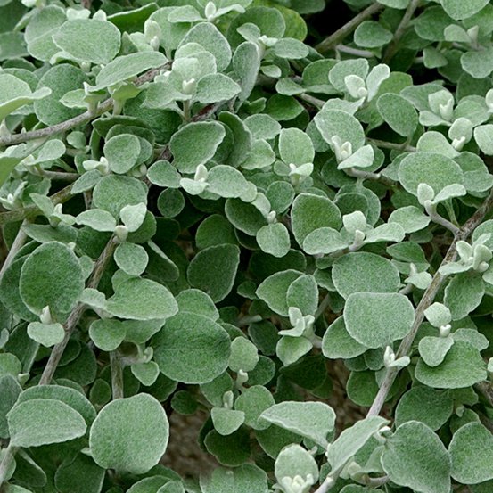 Image of Licorice Plant
