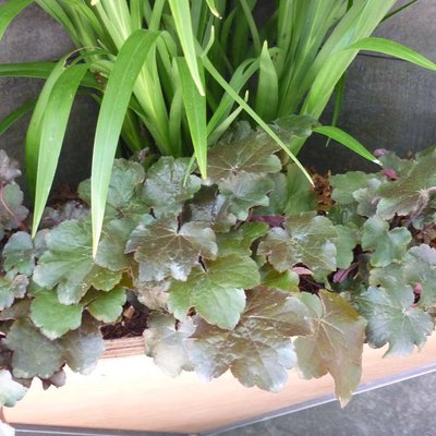 Image of Coral bells