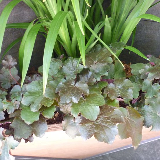 Image of Coral bells