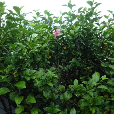 Image of Hibiscus