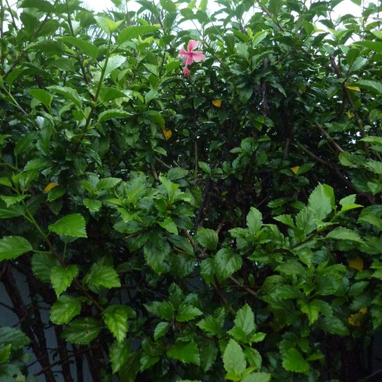 Image of Hibiscus