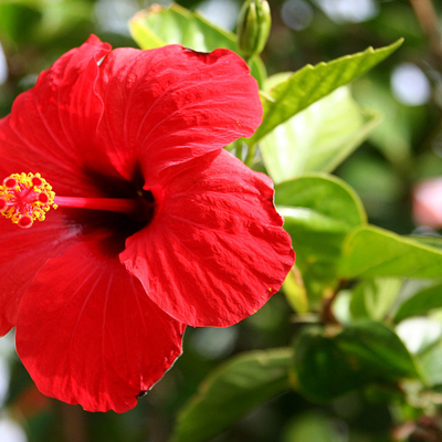 Image of Roseflake Hibiscus 