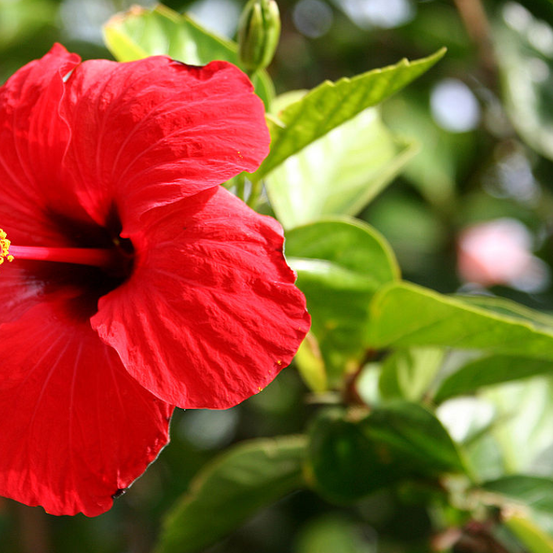 Image of Roseflake Hibiscus 