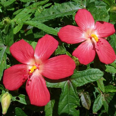 Image of Pink Hibiscus
