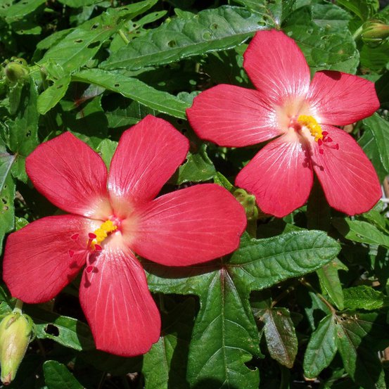 Image of Pink Hibiscus
