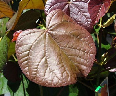 Image of Beach Hibiscus