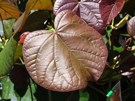 Image of Beach Hibiscus