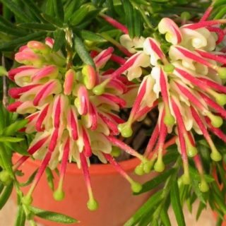 Image of ‘Hills Jubilee’ 