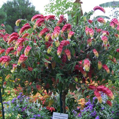 Image of Hop Bush (Purple)