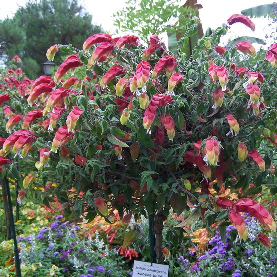 Image of Hop Bush (Purple)